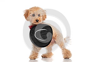 Little caniche dog wearing a black hat