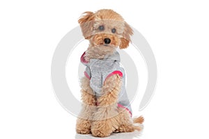 Little caniche dog wearing a cloth photo