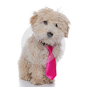 Little caniche dog wearing a pink tie