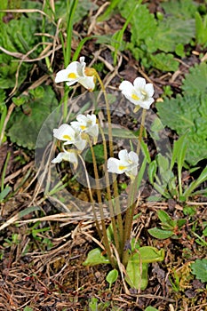 Little carnivorous plant (pinguicula alpina) photo