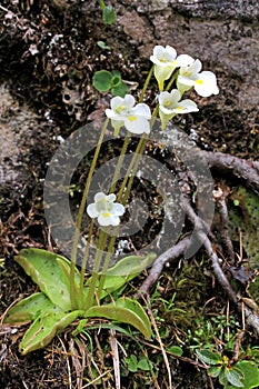 Little carnivorous plant (pinguicula alpina) photo