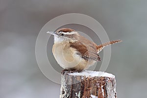 Little Carolina Wren in Winter