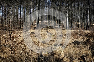 Little Carpathians scenery, Slovakia, seasonal natural scene