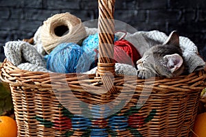 Little cat in the basket