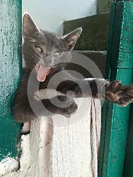 Pequeno gato negro hermoso ridículo 