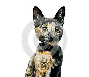 Little cat, black, brown, white, cute face, white background, isolated