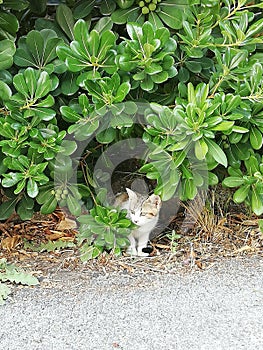 Little cat in the bush