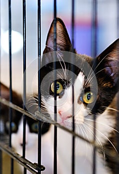 Little cat in a cage behind jail inside of animal shelter