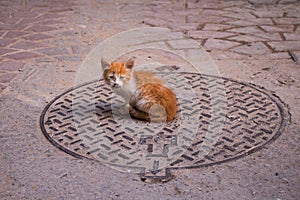 Little cat on a channel, Safi, Morocco