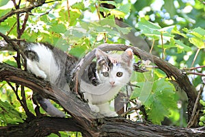 A little cat is climbing