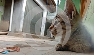 Little cat in the closed traditional market