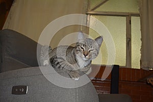 little cat with eyes nearly close on armchair