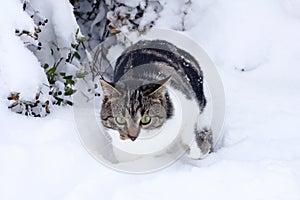 A little cat fights its way through the deep snow