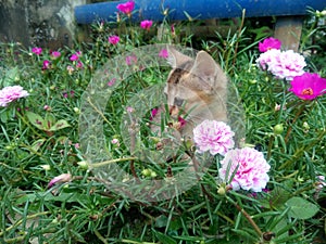 the Little cat on the flowers garden