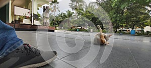 Little cat in front of Bulog Mosque