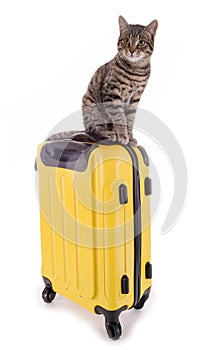 Cat sitting on a suitcase