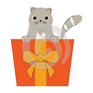 little cat in gift