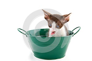 Little cat in green bucket