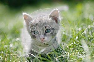 Little cat in a green grass