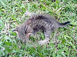 little cat on green grass plants