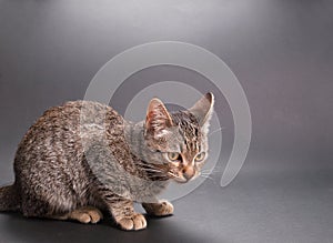 Little cat on grey background in a studio shot