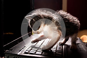 Playful Paws: Curiosity Unleashed photo