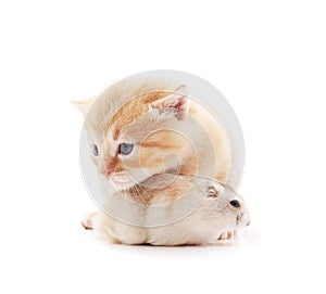 Little cat and hamster