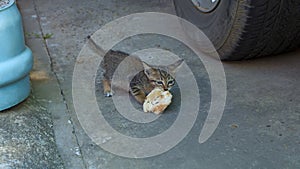 A little cat holds a large piece of bread in its mouth