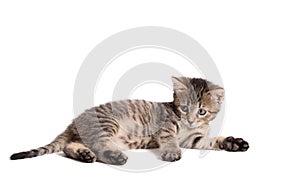Little cat isolated on a white background