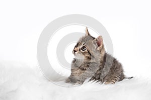 Little cat isolated on a white background