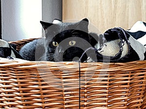 Little cat in its baskett