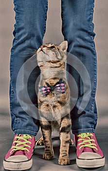 Little cat with its owner