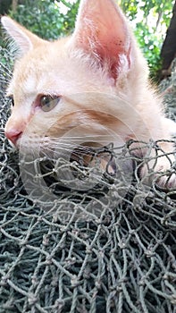 A little cat lounges on a green fishing net.