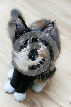 Little cat - Maine Coon