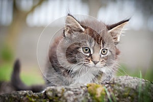 Little cat - Maine Coon
