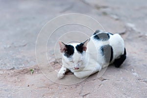 Little cat is napping on the ground