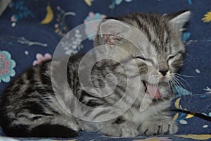 Little cat with open mouth. The cat is yawning.