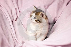 little cat playing in bed. Funny playful fluffy kitten in a tender bed, close-up