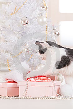 Little cat playing with Christmas tree ornaments