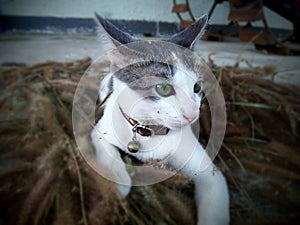 Little cat playing on dry grass