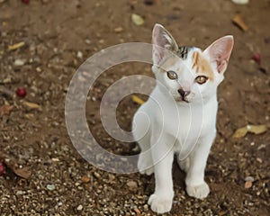 little cat playing in the yard of my house