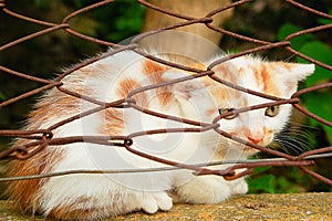 Little cat posing behind bars. Close image of small cat. Oudoor in park photo