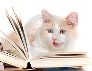 Little cat read a book