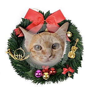 Little cat show its face out of christams wreath
