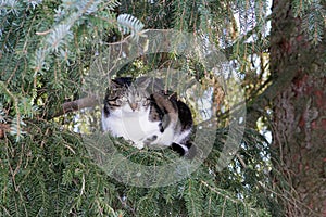 A little cat sits high up in the tree