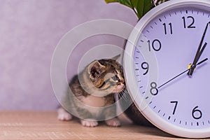 Striped kitten sniffs a clock on a wooden table