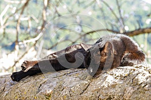 Little cat sleeping