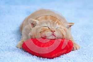 Malý kočka spací na polštář 