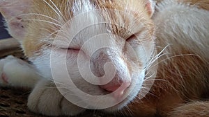 little cat sleeping soundly and cute and adorable photo