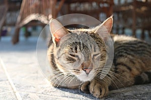 Little cat are sleeping on the sunny day